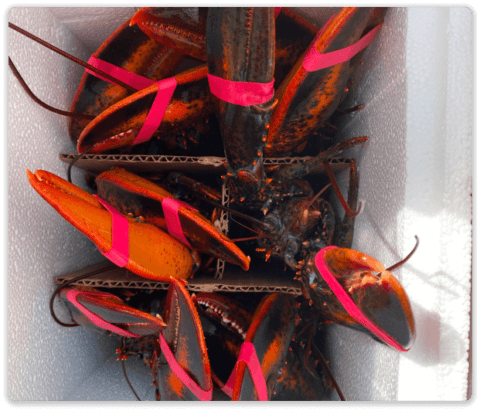 Live Maine Lobster - Shipped - Rocky Bottom Fisheries