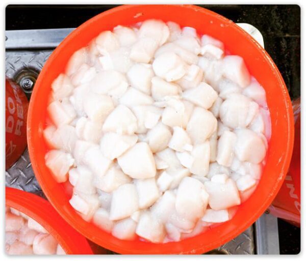 Fresh Maine Scallops – Local Pick/Up